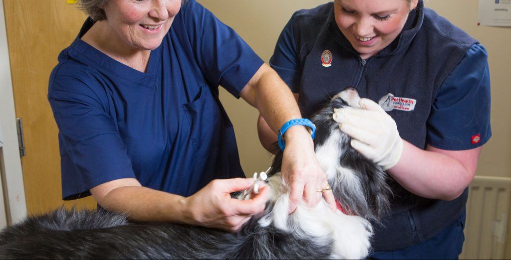 two vets check over a dog