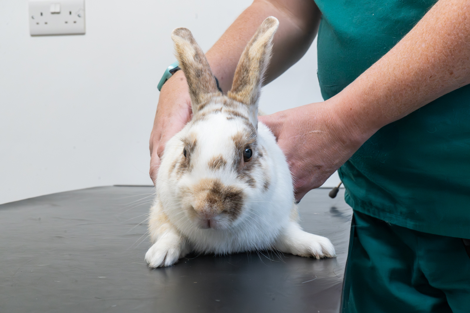 Rabbit Services | Hadrian Vets